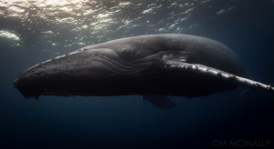 Giant's gaze. Male escort humpback eyes the photographer ... by Craig Mcinally 